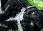 Domino - Tuxedo cat with golden eyes laying on the green grass looking up at the sky